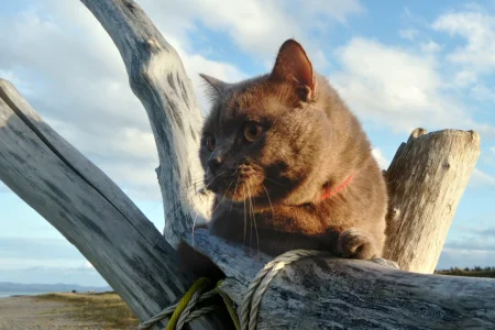 Скажи мне, друг, о чем твои мечты?